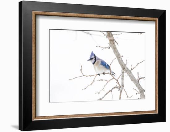 Wichita County, Texas. Blue Jay, Cyanocitta Cristata, Feeding in Snow-Larry Ditto-Framed Photographic Print