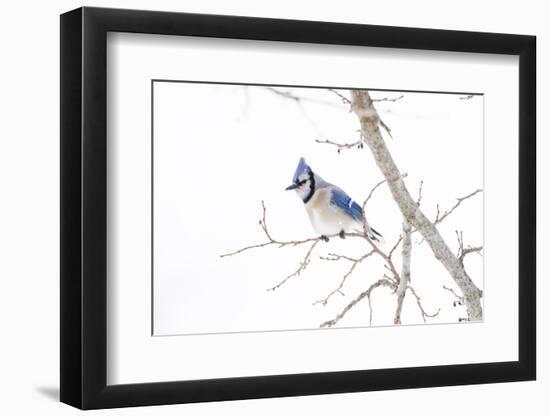 Wichita County, Texas. Blue Jay, Cyanocitta Cristata, Feeding in Snow-Larry Ditto-Framed Photographic Print