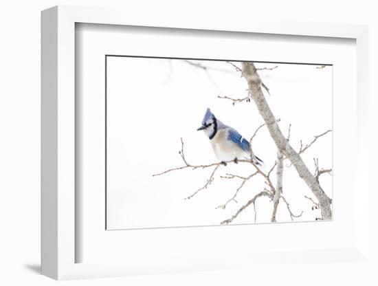 Wichita County, Texas. Blue Jay, Cyanocitta Cristata, Feeding in Snow-Larry Ditto-Framed Photographic Print