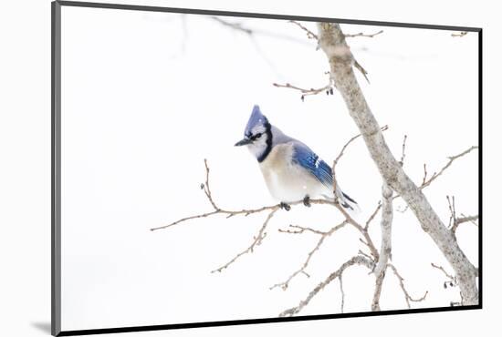 Wichita County, Texas. Blue Jay, Cyanocitta Cristata, Feeding in Snow-Larry Ditto-Mounted Photographic Print