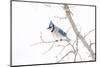 Wichita County, Texas. Blue Jay, Cyanocitta Cristata, Feeding in Snow-Larry Ditto-Mounted Photographic Print