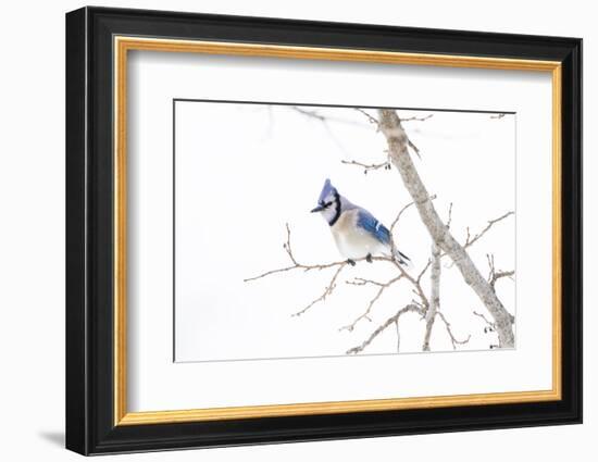 Wichita County, Texas. Blue Jay, Cyanocitta Cristata, Feeding in Snow-Larry Ditto-Framed Photographic Print