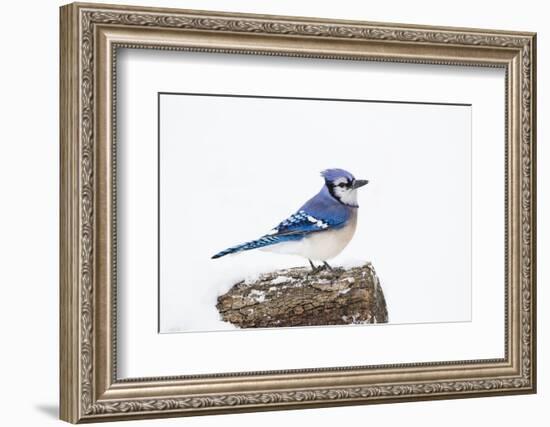 Wichita County, Texas. Blue Jay, Cyanocitta Cristata, Feeding in Snow-Larry Ditto-Framed Photographic Print