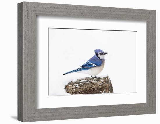 Wichita County, Texas. Blue Jay, Cyanocitta Cristata, Feeding in Snow-Larry Ditto-Framed Photographic Print