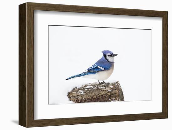 Wichita County, Texas. Blue Jay, Cyanocitta Cristata, Feeding in Snow-Larry Ditto-Framed Photographic Print