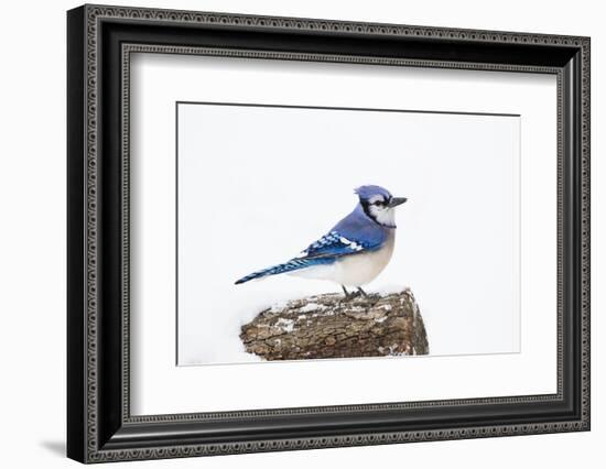 Wichita County, Texas. Blue Jay, Cyanocitta Cristata, Feeding in Snow-Larry Ditto-Framed Photographic Print