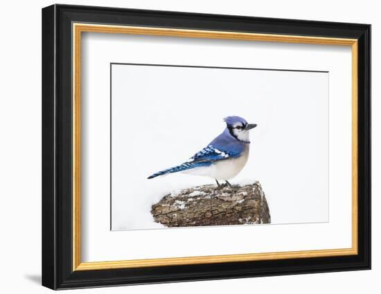 Wichita County, Texas. Blue Jay, Cyanocitta Cristata, Feeding in Snow-Larry Ditto-Framed Photographic Print