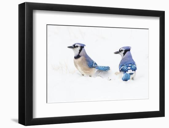 Wichita County, Texas. Blue Jay, Cyanocitta Cristata, Feeding in Snow-Larry Ditto-Framed Photographic Print