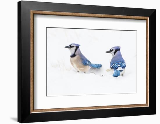 Wichita County, Texas. Blue Jay, Cyanocitta Cristata, Feeding in Snow-Larry Ditto-Framed Photographic Print