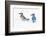 Wichita County, Texas. Blue Jay, Cyanocitta Cristata, Feeding in Snow-Larry Ditto-Framed Photographic Print