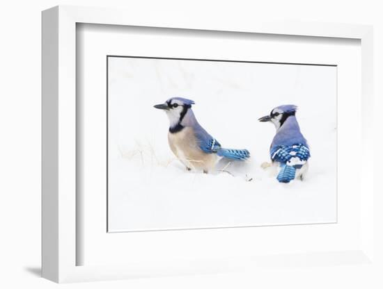 Wichita County, Texas. Blue Jay, Cyanocitta Cristata, Feeding in Snow-Larry Ditto-Framed Photographic Print