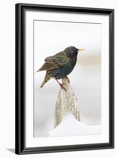 Wichita County, Texas. European Starling on Picket Fence-Larry Ditto-Framed Photographic Print