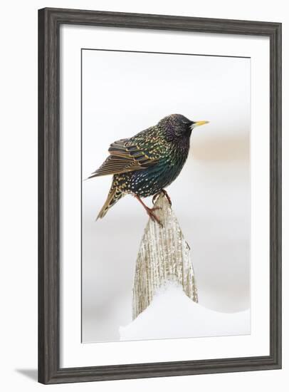 Wichita County, Texas. European Starling on Picket Fence-Larry Ditto-Framed Photographic Print