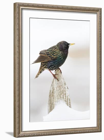 Wichita County, Texas. European Starling on Picket Fence-Larry Ditto-Framed Photographic Print