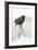 Wichita County, Texas. European Starling on Picket Fence-Larry Ditto-Framed Photographic Print