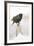 Wichita County, Texas. European Starling on Picket Fence-Larry Ditto-Framed Photographic Print