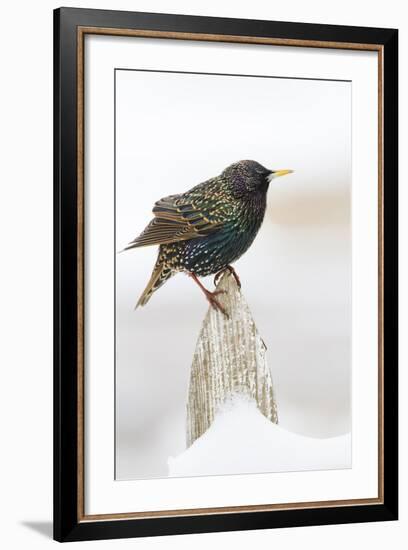 Wichita County, Texas. European Starling on Picket Fence-Larry Ditto-Framed Photographic Print