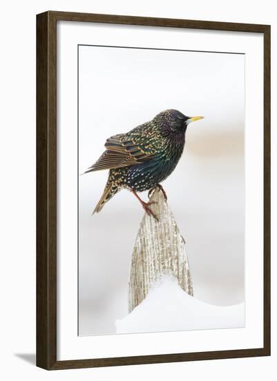 Wichita County, Texas. European Starling on Picket Fence-Larry Ditto-Framed Photographic Print