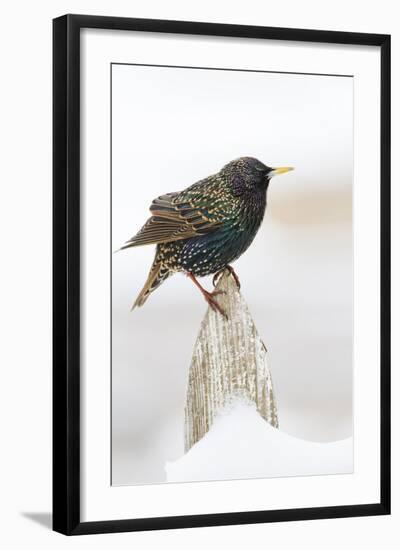 Wichita County, Texas. European Starling on Picket Fence-Larry Ditto-Framed Photographic Print