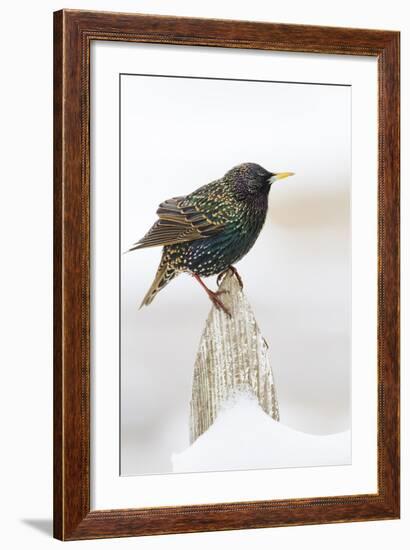 Wichita County, Texas. European Starling on Picket Fence-Larry Ditto-Framed Photographic Print