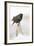 Wichita County, Texas. European Starling on Picket Fence-Larry Ditto-Framed Photographic Print