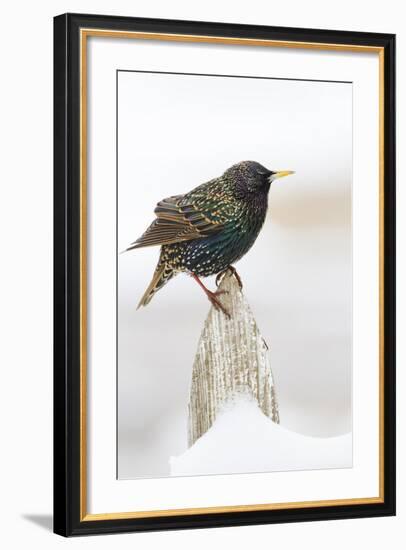 Wichita County, Texas. European Starling on Picket Fence-Larry Ditto-Framed Photographic Print