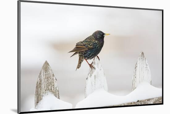 Wichita County, Texas. European Starling on Picket Fence-Larry Ditto-Mounted Photographic Print