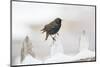 Wichita County, Texas. European Starling on Picket Fence-Larry Ditto-Mounted Photographic Print