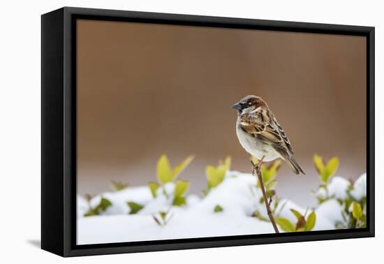 Wichita County, Texas. House Sparrow after Winter Snow-Larry Ditto-Framed Premier Image Canvas