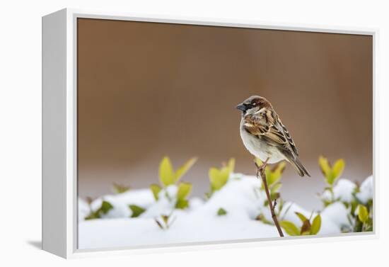 Wichita County, Texas. House Sparrow after Winter Snow-Larry Ditto-Framed Premier Image Canvas