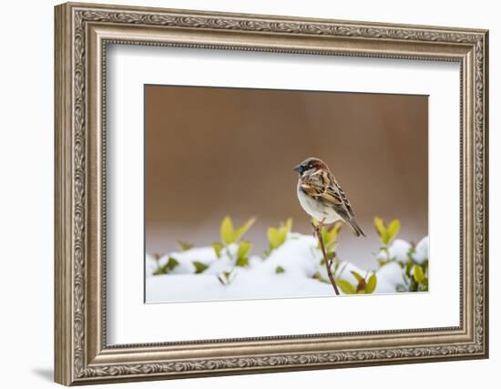 Wichita County, Texas. House Sparrow after Winter Snow-Larry Ditto-Framed Photographic Print