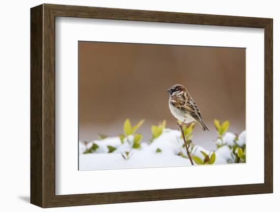 Wichita County, Texas. House Sparrow after Winter Snow-Larry Ditto-Framed Photographic Print