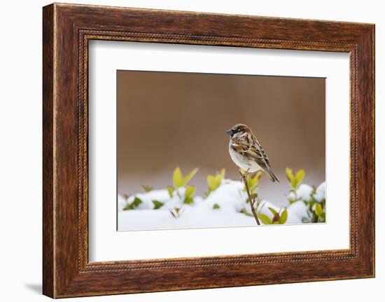 Wichita County, Texas. House Sparrow after Winter Snow-Larry Ditto-Framed Photographic Print