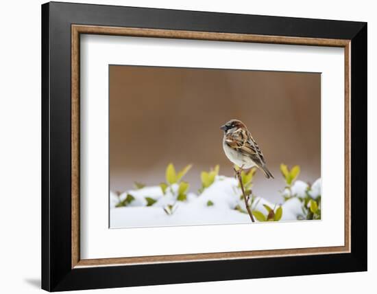 Wichita County, Texas. House Sparrow after Winter Snow-Larry Ditto-Framed Photographic Print