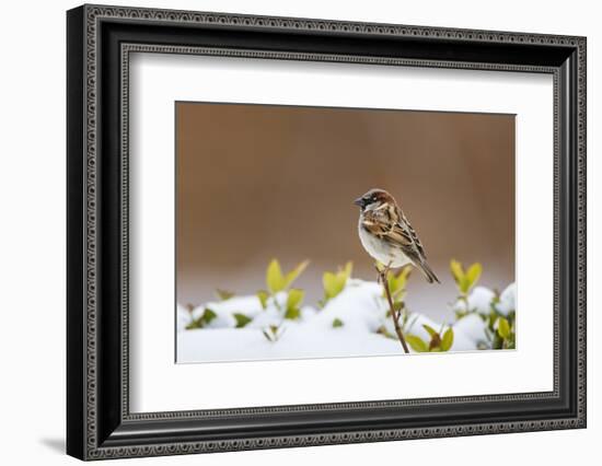 Wichita County, Texas. House Sparrow after Winter Snow-Larry Ditto-Framed Photographic Print