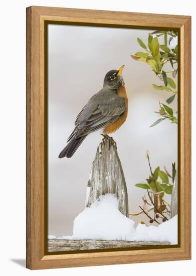 Wichita Falls, Texas. American Robin Searching for Berries-Larry Ditto-Framed Premier Image Canvas