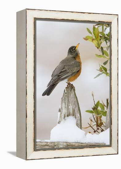 Wichita Falls, Texas. American Robin Searching for Berries-Larry Ditto-Framed Premier Image Canvas