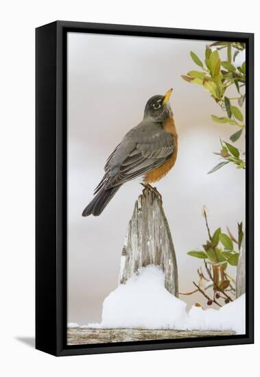 Wichita Falls, Texas. American Robin Searching for Berries-Larry Ditto-Framed Premier Image Canvas