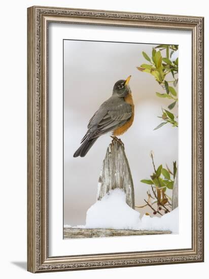 Wichita Falls, Texas. American Robin Searching for Berries-Larry Ditto-Framed Photographic Print