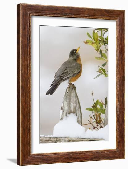 Wichita Falls, Texas. American Robin Searching for Berries-Larry Ditto-Framed Photographic Print