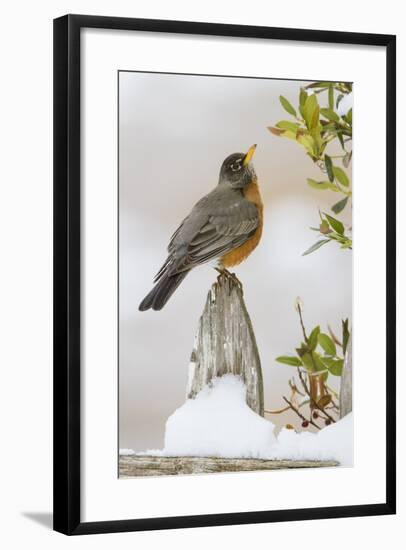 Wichita Falls, Texas. American Robin Searching for Berries-Larry Ditto-Framed Photographic Print