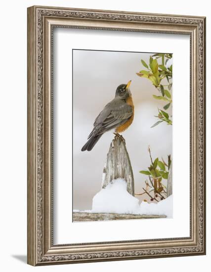 Wichita Falls, Texas. American Robin Searching for Berries-Larry Ditto-Framed Photographic Print