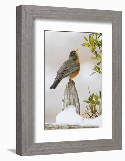 Wichita Falls, Texas. American Robin Searching for Berries-Larry Ditto-Framed Photographic Print