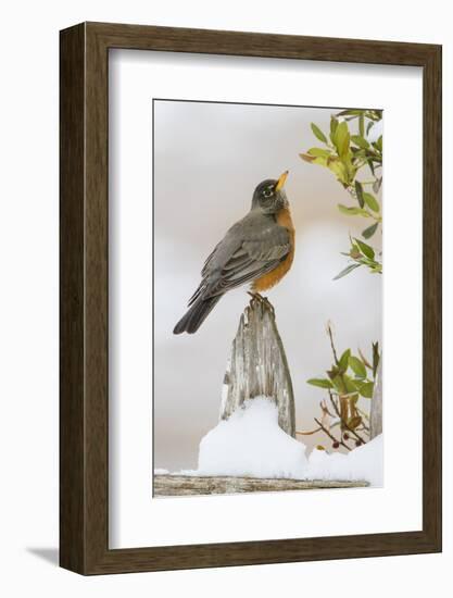 Wichita Falls, Texas. American Robin Searching for Berries-Larry Ditto-Framed Photographic Print