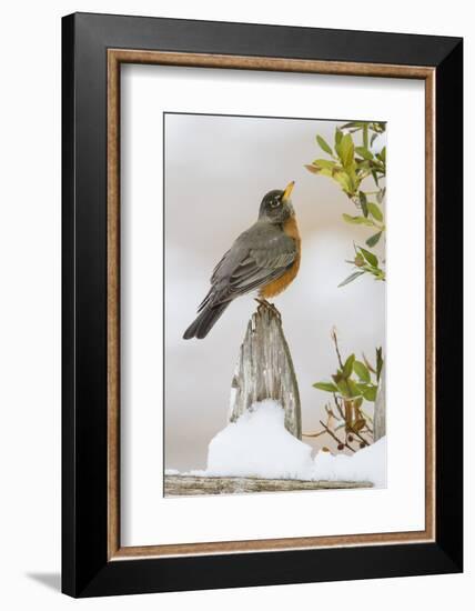 Wichita Falls, Texas. American Robin Searching for Berries-Larry Ditto-Framed Photographic Print