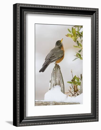 Wichita Falls, Texas. American Robin Searching for Berries-Larry Ditto-Framed Photographic Print