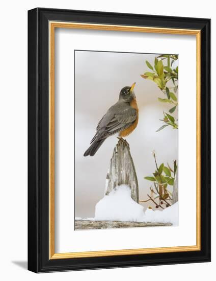 Wichita Falls, Texas. American Robin Searching for Berries-Larry Ditto-Framed Photographic Print