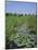 Wicken Fen and Wind Pump, Cambridgeshire, England, UK-Roy Rainford-Mounted Photographic Print