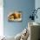 Wicker Basket with Croissants and Breads, Clos Des Iles, Le Brusc, Var, Cote d'Azur, France-Per Karlsson-Photographic Print displayed on a wall