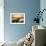 Wicomico River Sunrise I-Alan Hausenflock-Framed Photo displayed on a wall